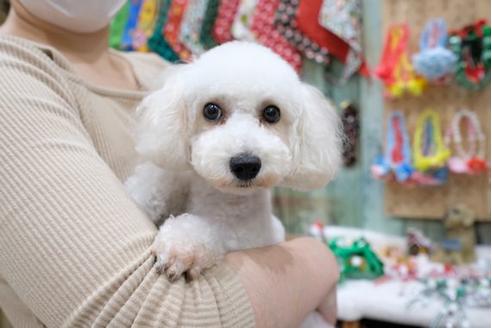 販売中のトイプードルの親犬