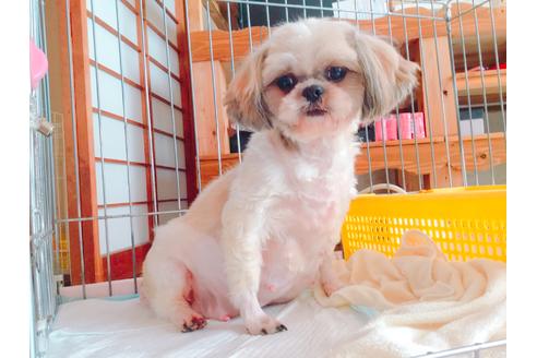 販売中のマルシーズー:マルチーズ×シーズーの親犬
