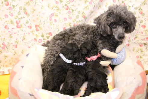 販売中のトイプードルの親犬