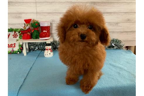 東北でティーカッププードルの子犬を探す ブリーダーナビ 東北でティーカッププードルの子犬を探す ブリーダーナビ