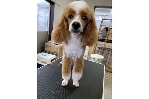 販売中のトイプードルの親犬