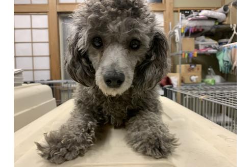 販売中のトイプードルの親犬