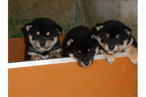 鹿児島 柴犬 王朝ダウンロード壁紙hd