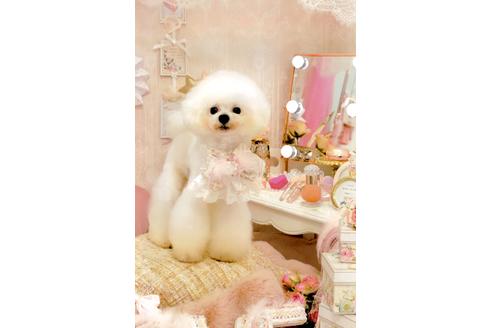 販売中のティーカッププードルの親犬