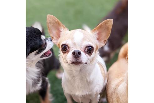 販売中のチワワ(ロングコート)の親犬