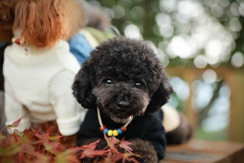 販売中のタイニープードルの親犬