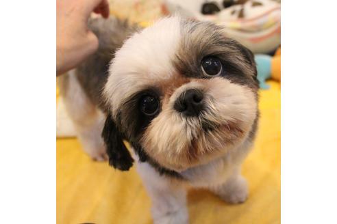 販売中のシーズーの親犬