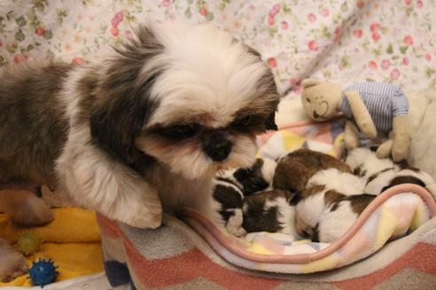 販売中のシーズーの親犬