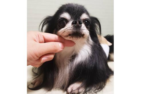 販売中のチワワ(ロングコート)の親犬