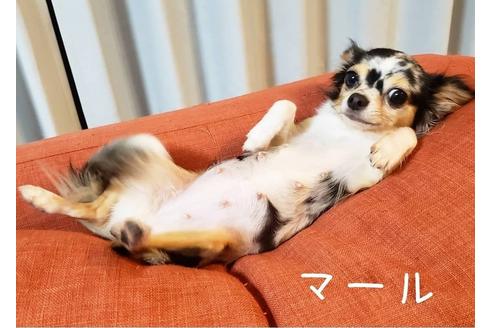 販売中のチワワ(ロングコート)の親犬