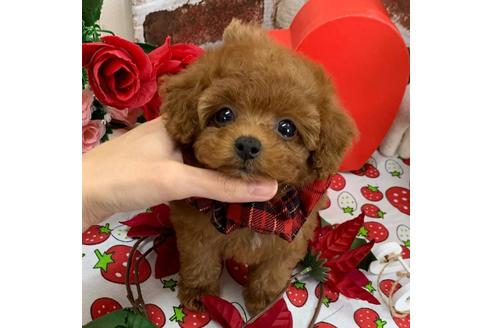 香川県のティーカッププードル 女の子 10 17生まれ 極小サイズのこぐまちゃん ドワーフ ショートバック体型です 子犬id ブリーダーナビ 香川県のティーカッププードル 女の子 10 17生まれ 極小サイズのこぐまちゃん ドワーフ ショートバック体型です 子犬id ブリーダーナビ