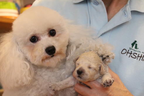 販売中のトイプードルの親犬