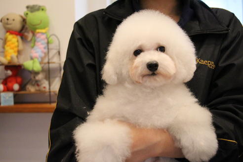 販売中のトイプードルの親犬
