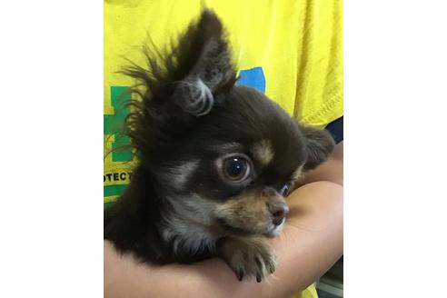 千葉県でチワワの子犬を探す ブリーダーナビ