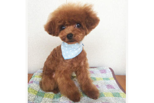 販売中のティーカッププードルの親犬