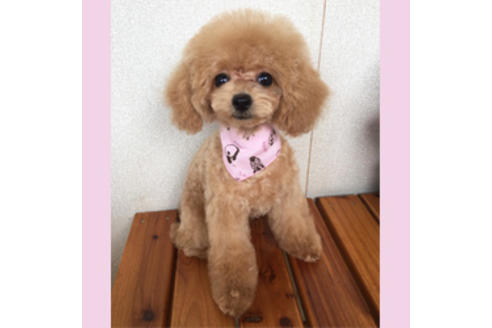 販売中のティーカッププードルの親犬
