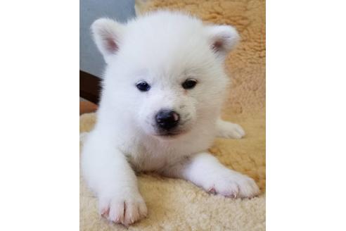 北海道の秋田犬 男の子 11 10生まれ 白 子犬id ブリーダーナビ