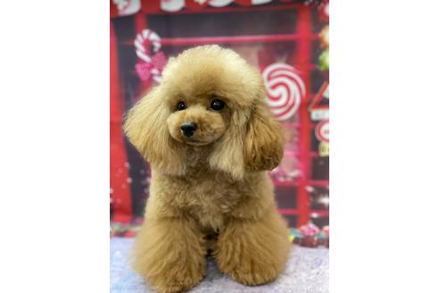 販売中のタイニープードルの親犬