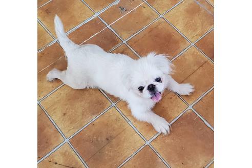 販売中のペキニーズの親犬