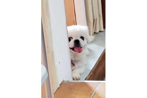 販売中のペキニーズの親犬