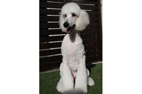 販売中のスタンダードプードルの親犬