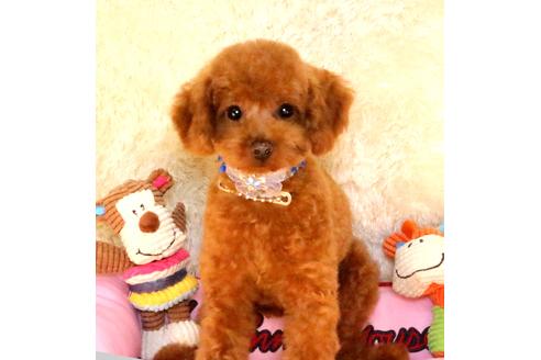 販売中のトイプードルの親犬