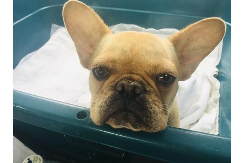 販売中のフレンチブルドッグの親犬
