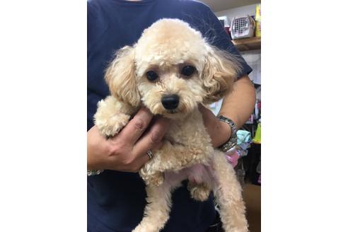 販売中のティーカッププードルの親犬