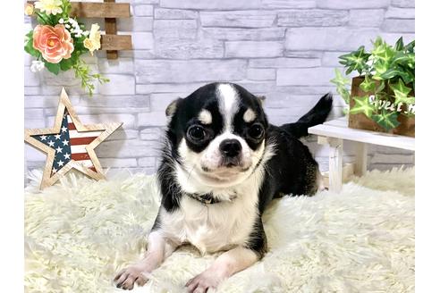 販売中のチワワ(スムースコート)の親犬