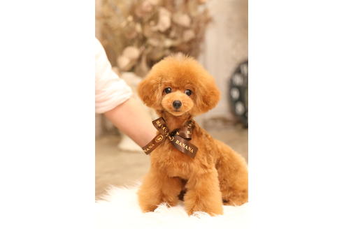 販売中のタイニープードルの親犬