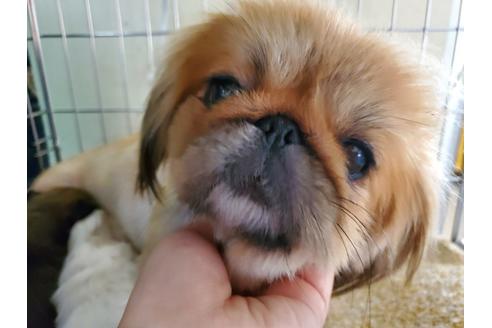 販売中のペキニーズの親犬