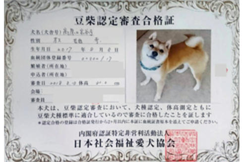 販売中の豆柴の親犬