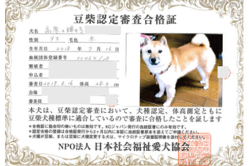 販売中の豆柴の親犬
