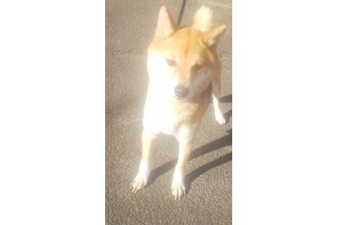 販売中の豆柴の親犬