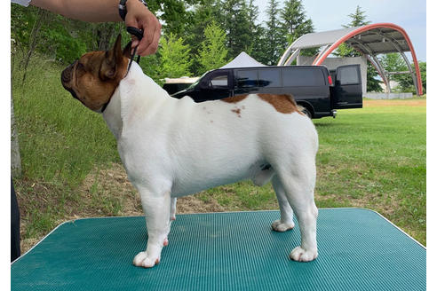 販売中のフレンチブルドッグの親犬