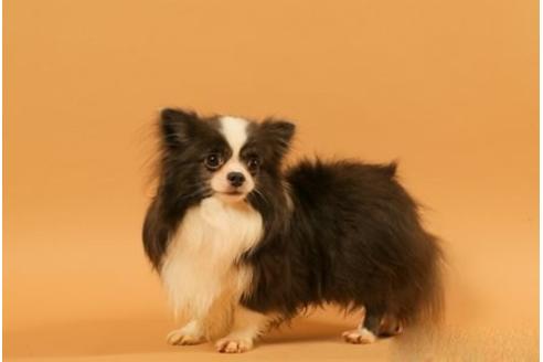 販売中のチワワ(ロングコート)の親犬
