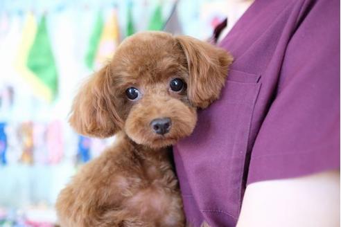 販売中のトイプードルの親犬