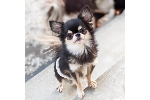 販売中のチワワ(ロングコート)の親犬