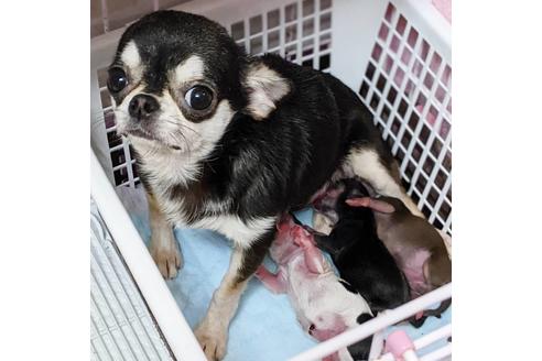 販売中のチワワ(ロングコート)の親犬