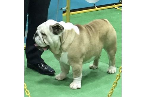 販売中のブルドッグの親犬