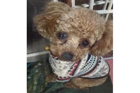 販売中のミックス犬の親犬