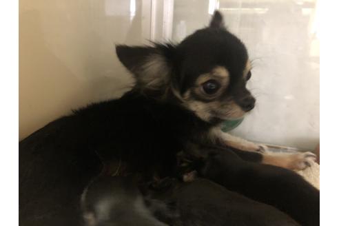 販売中のチワワ(ロングコート)の親犬