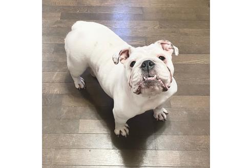 販売中のブルドッグの親犬