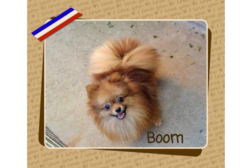 販売中のポメラニアンの親犬