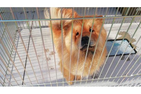 販売中のチャウチャウの父親