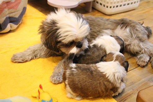 販売中のシーズーの親犬