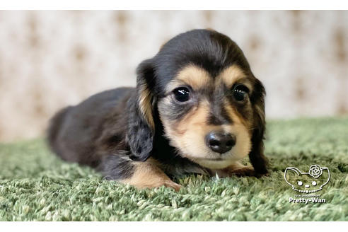 カニンヘンダックスフンドの子犬を探す ブリーダーナビ