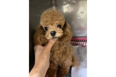 販売中のティーカッププードルの親犬