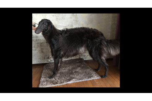 販売中のボルゾイの親犬