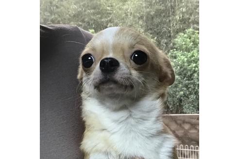 販売中のチワワ(スムースコート)の親犬